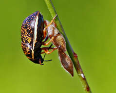 Image of Orsilochides guttata (Herrich-Schaeffer 1839)