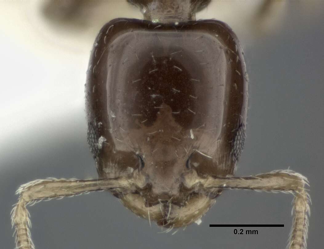 Plancia ëd Xenomyrmex