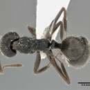 Image of Dolichoderus thoracicus (Smith 1860)