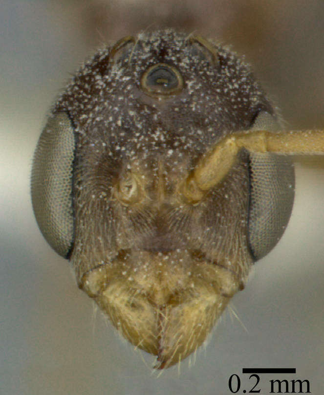 Image of Pseudomyrmex ferrugineus (Smith 1877)