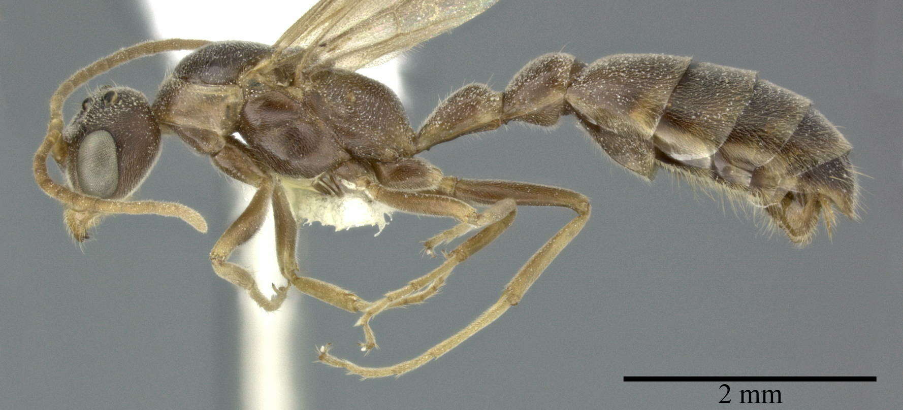 Image of Pseudomyrmex ferrugineus (Smith 1877)