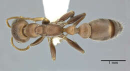 Image of Pseudomyrmex ferrugineus (Smith 1877)