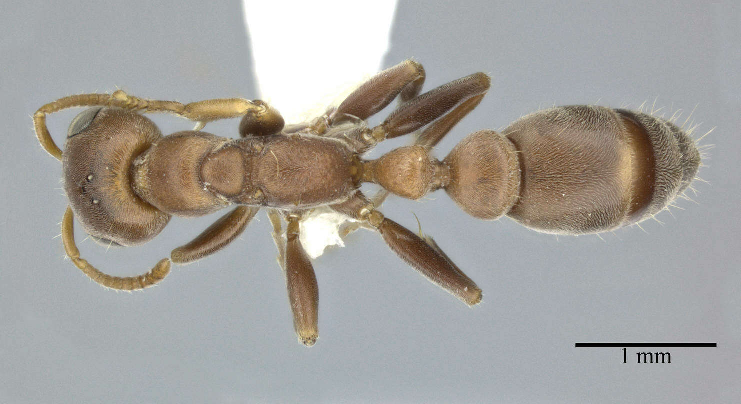 Image of Pseudomyrmex ferrugineus (Smith 1877)