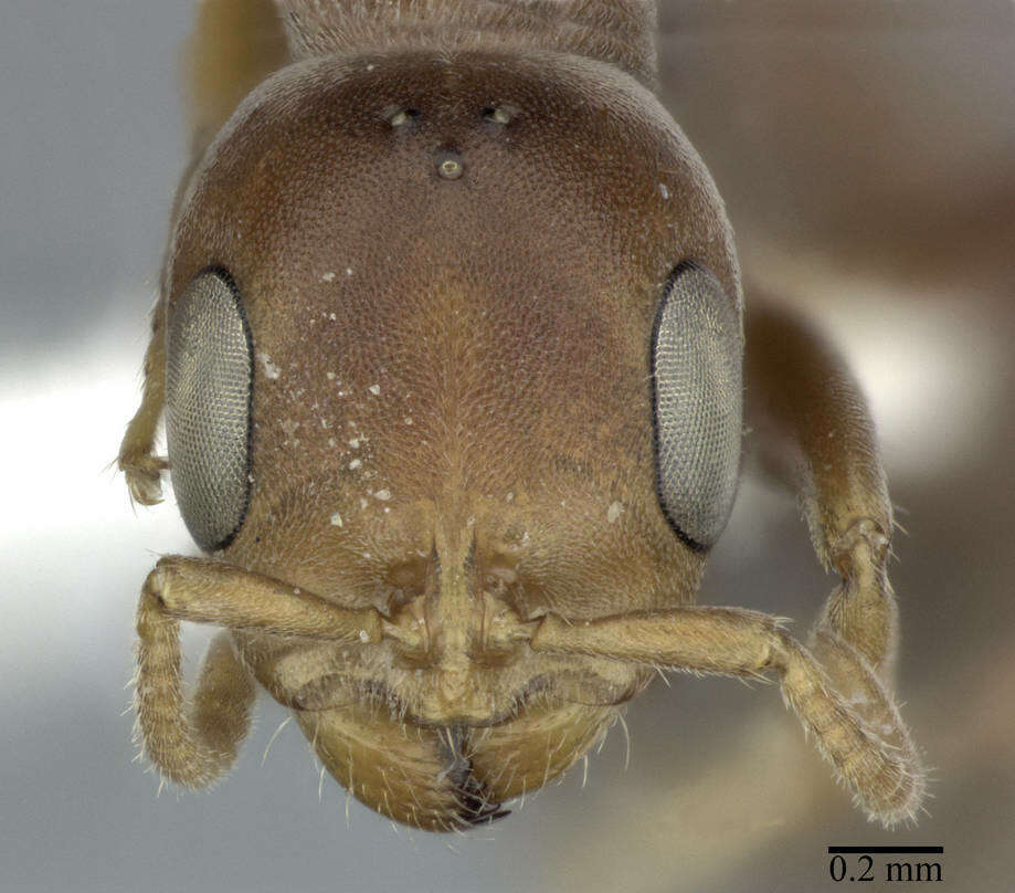 Image of Pseudomyrmex ferrugineus (Smith 1877)