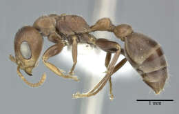 Image of Pseudomyrmex ferrugineus (Smith 1877)