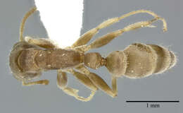 Image of Pseudomyrmex oculatus (Smith 1855)