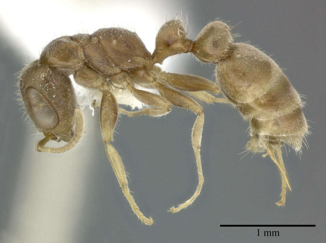 Image of Pseudomyrmex oculatus (Smith 1855)