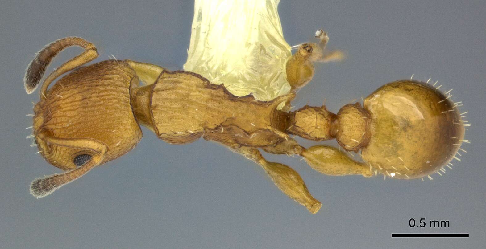 Image of <i>Nesomyrmex vicinus</i> (Mayr)