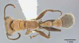 Image of Pseudomyrmex major (Forel 1899)