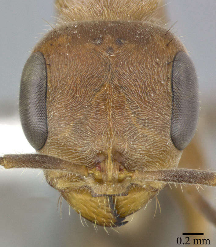 Image of Pseudomyrmex major (Forel 1899)