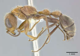 Image of Pseudomyrmex major (Forel 1899)