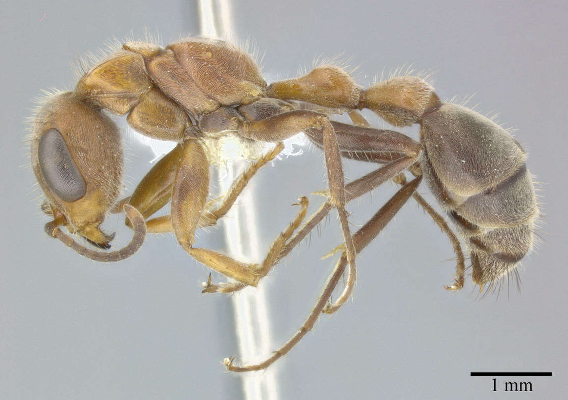 Image of Pseudomyrmex major (Forel 1899)