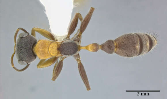 Image of Pseudomyrmex major (Forel 1899)