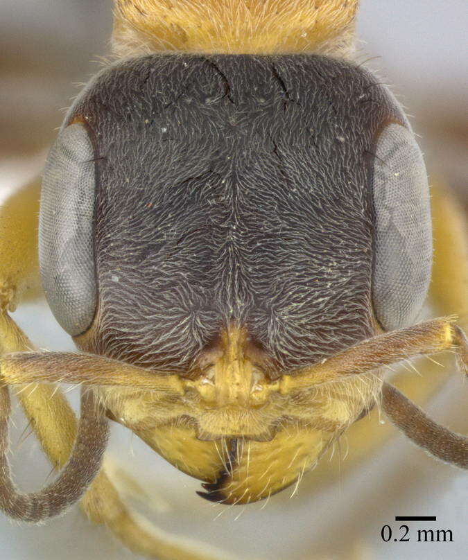 Image of Pseudomyrmex major (Forel 1899)