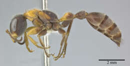 Image of Pseudomyrmex major (Forel 1899)