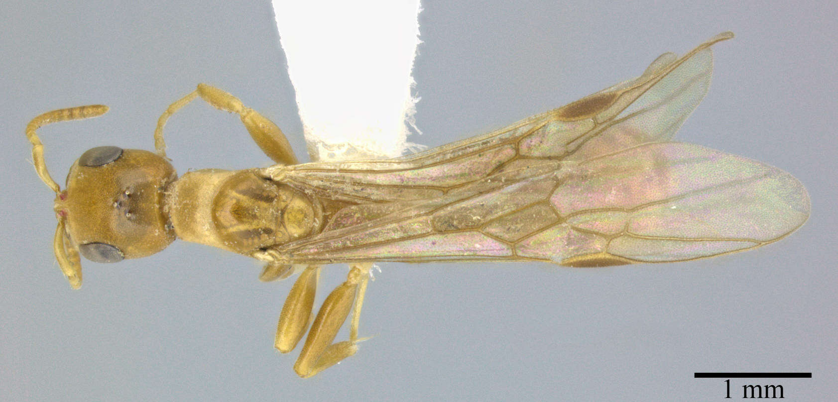 Image of Pseudomyrmex elongatulus (Dalla Torre 1892)