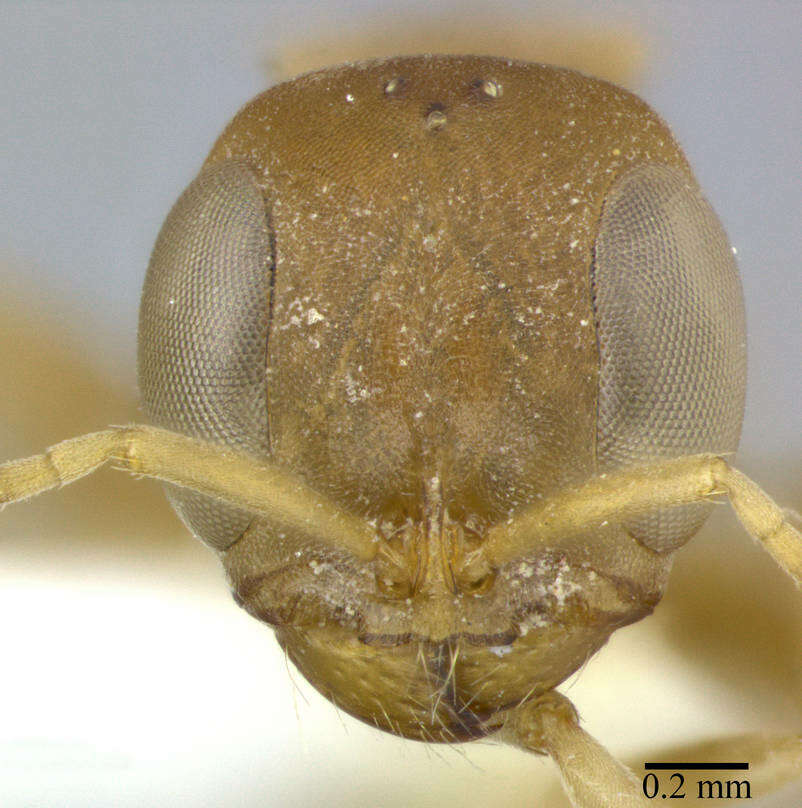 Image of Pseudomyrmex boopis (Roger 1863)