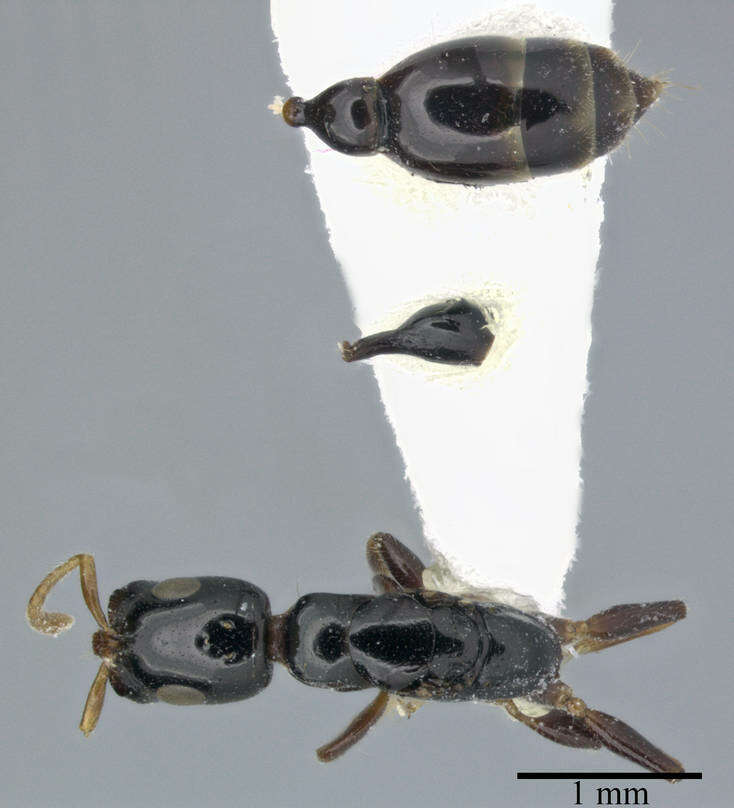 Image of Tetraponera allaborans (Walker 1859)
