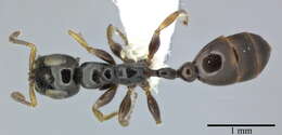 Image of Tetraponera nitida (Smith 1860)