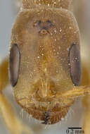 Image of Pseudomyrmex ferrugineus (Smith 1877)