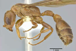 Image of Pseudomyrmex ferrugineus (Smith 1877)