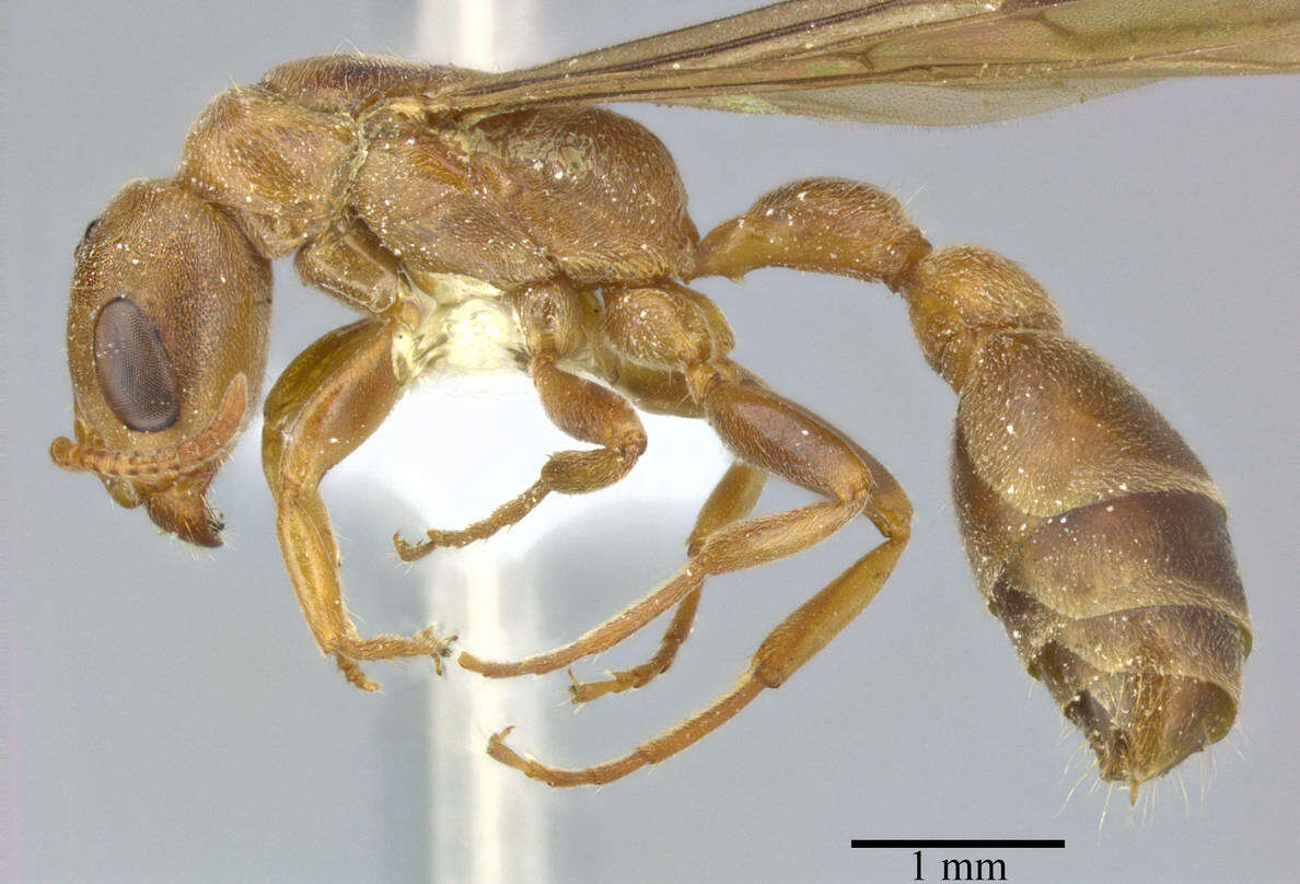 Image of Pseudomyrmex ferrugineus (Smith 1877)