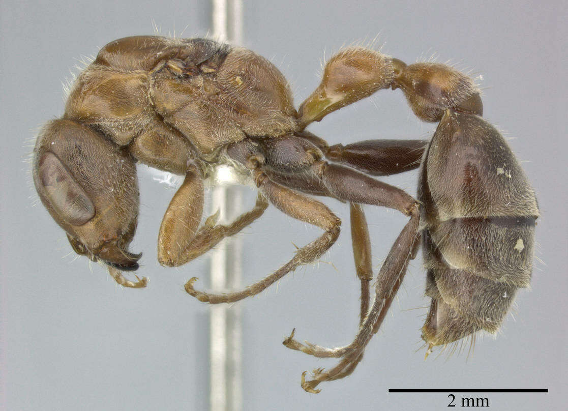 Image of Pseudomyrmex major (Forel 1899)