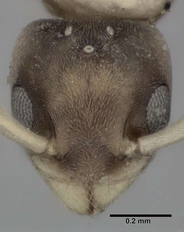 Image of Ant