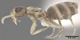 Image of Ant