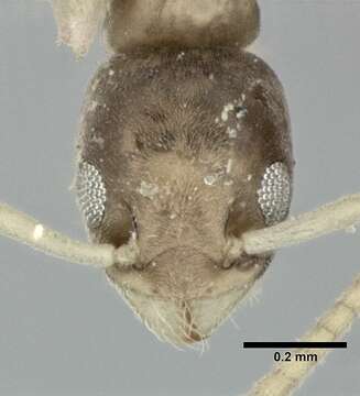 Image of Ant