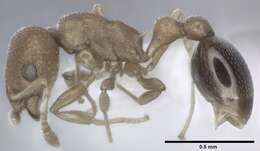 Image of Tramp Ants