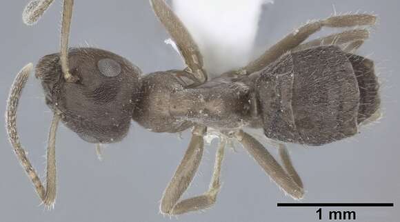 Image of Lasius grandis Forel 1909