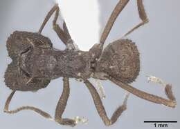 Image of Acromyrmex versicolor (Pergande 1894)