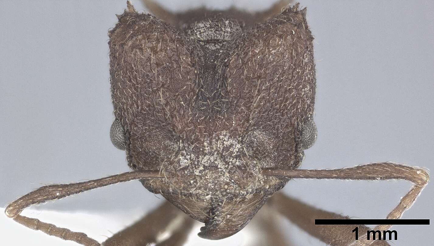 Image of Acromyrmex versicolor (Pergande 1894)