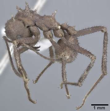 Plancia ëd Acromyrmex octospinosus (Reich 1793)