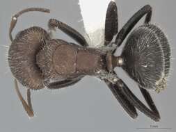 Plancia ëd Camponotus planatus Roger 1863