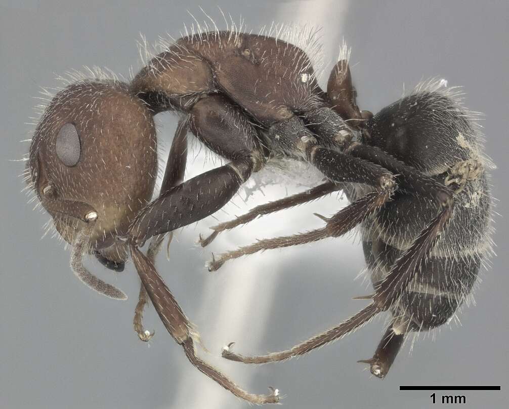 Plancia ëd Camponotus planatus Roger 1863