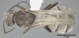 Plancia ëd Camponotus planatus Roger 1863