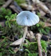 Conocybe aeruginosa Romagn. 1969的圖片