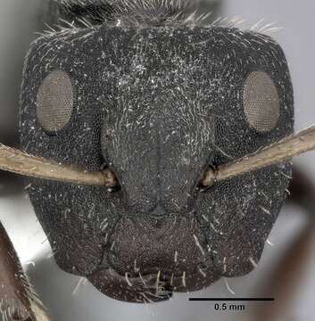 Image of Camponotus mucronatus Emery 1890