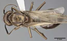 Image of Florida Carpenter Ant