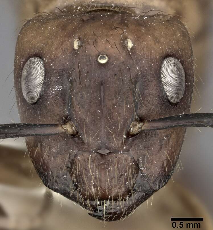 Image of Florida Carpenter Ant