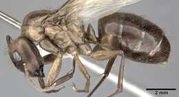 Image of Florida Carpenter Ant