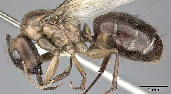 Image of Florida Carpenter Ant