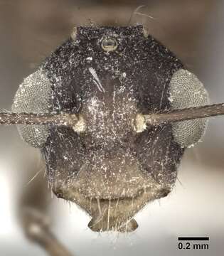 Image of Florida Carpenter Ant