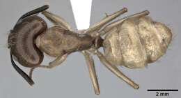 Image of Florida Carpenter Ant