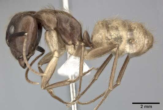 Image of Florida Carpenter Ant