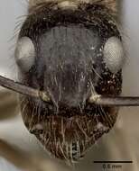 Image of Florida Carpenter Ant