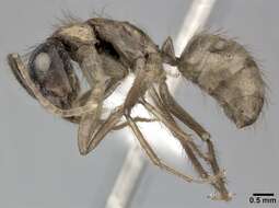 Image of Florida Carpenter Ant