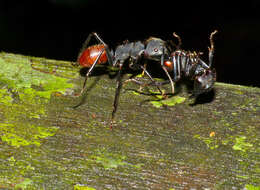 Image de Camponotus sedulus (Smith 1857)